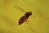 Two Fossil Flies (Diptera) In Baltic Amber #109384-1